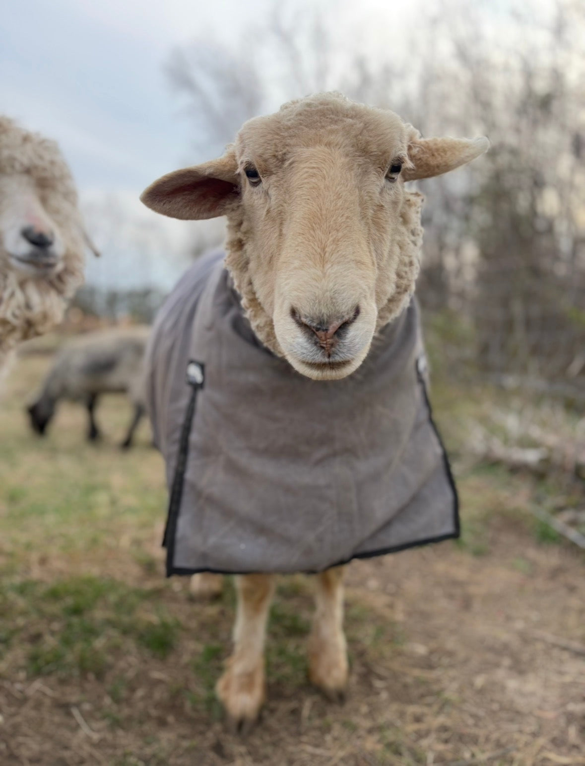 3.40oz chunky scrappy fiber art batt, alpaca wool sari silk waste mohair suri alpaca flax. multi colored natural