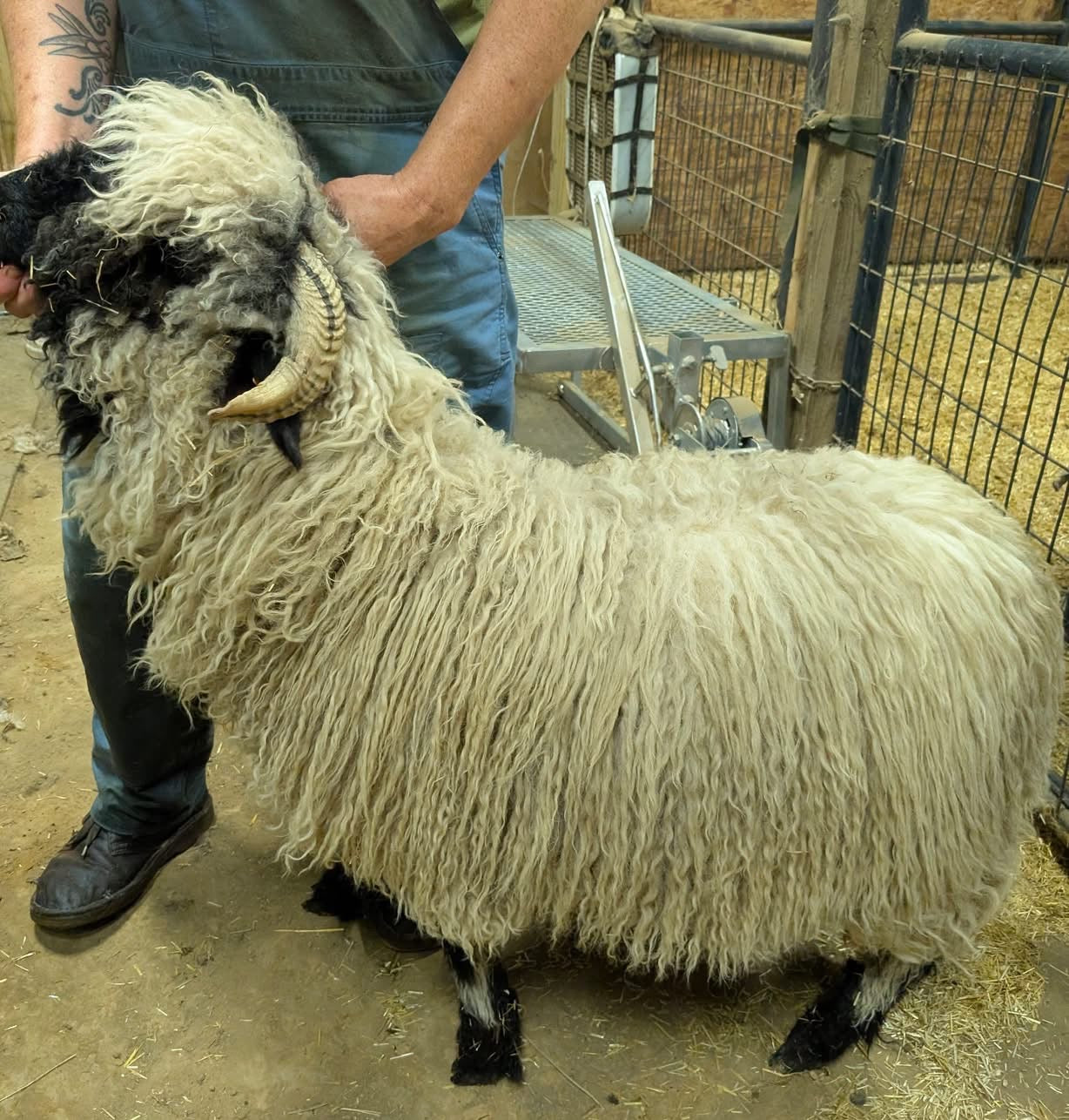 2oz dyed lamb wool locks valais blacknose from “Koeia” spinning felting weaving needle felting.
