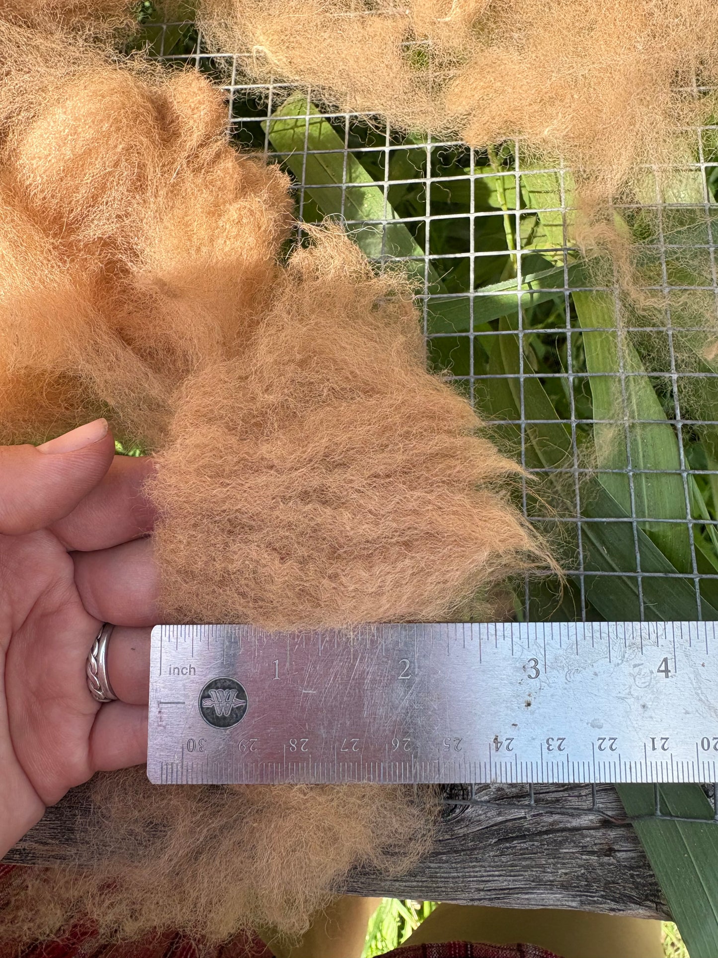 Raw whole huacaya alpaca fleece from “Hugo” 3inch staple 3.5lbs skirted unwashed. prime blanket. fawn