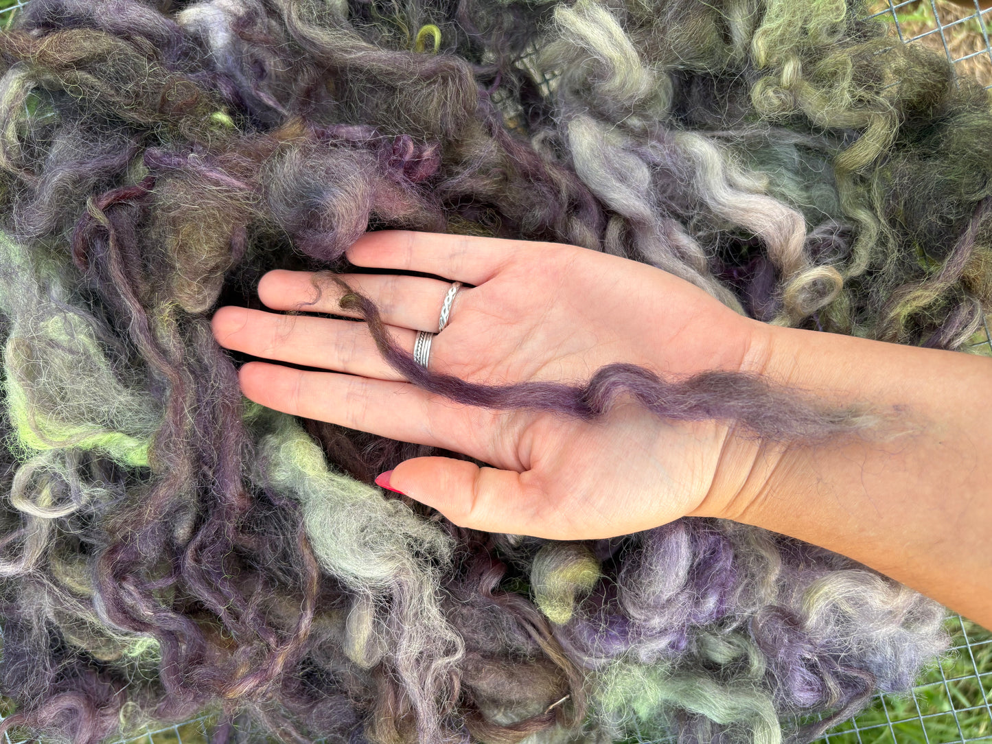 2oz dyed lamb wool locks valais blacknose from “Koeia” spinning felting weaving needle felting.