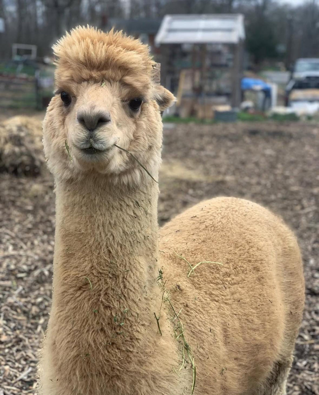 Raw whole huacaya alpaca fleece from “Hugo” 3inch staple 3.5lbs skirted unwashed. prime blanket. fawn