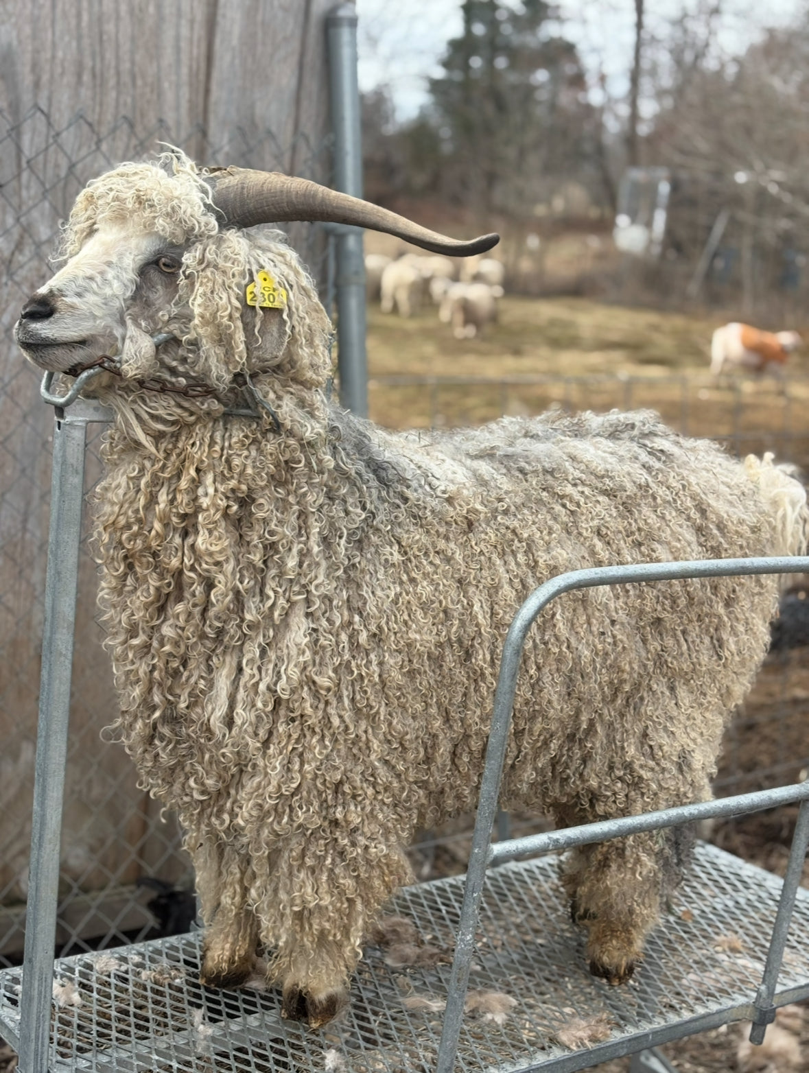 Single ply 100% yearling grade mohair coreless lock spun art yarn. Roughly 1.30oz 20 yards dyed from Castiel and Penelope SOFT