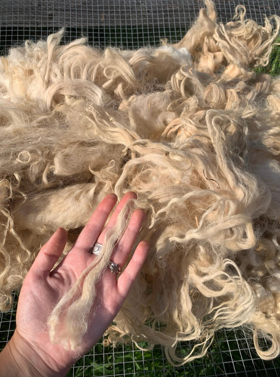 1LB of mystery locks for spinning felting wet felting needle felting and crafts. Dyed and undyed. Wool alpaca mohair