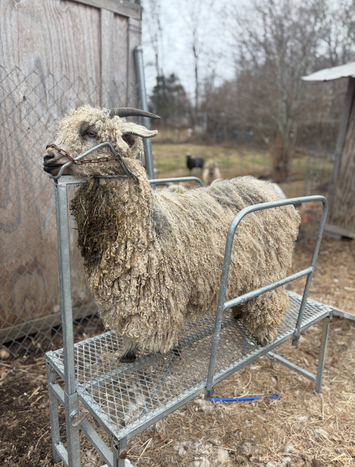 Single ply 100% yearling grade mohair coreless lock spun art yarn. Roughly 1.30oz 20 yards dyed from Castiel and Penelope SOFT